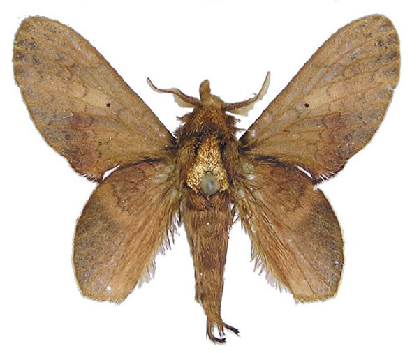 /filer/webapps/moths/media/images/L/longipennis_Typhonoya_AM_MWM.jpg