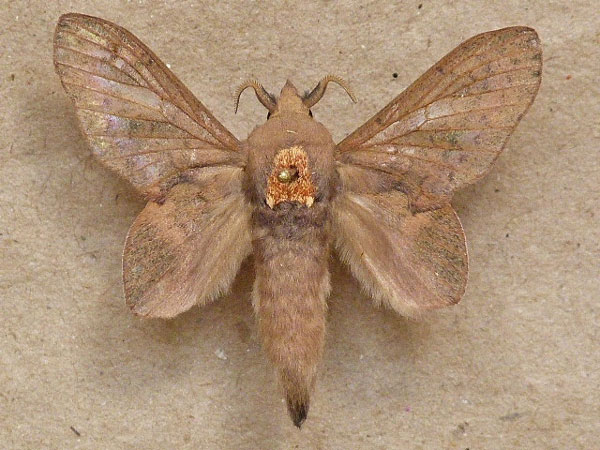 /filer/webapps/moths/media/images/L/longipennis_Typhonoya_A_Butler.jpg