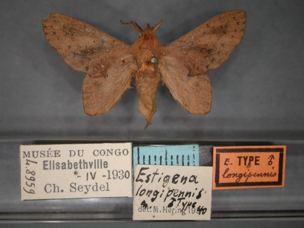 /filer/webapps/moths/media/images/L/longipennis_Typhonoya_HT_RMCA_01.jpg