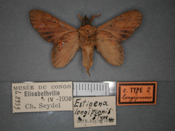 /filer/webapps/moths/media/images/L/longipennis_Typhonoya_HT_RMCA_02.jpg