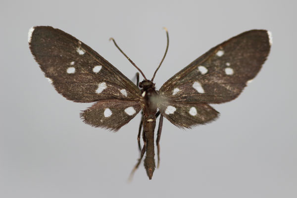 /filer/webapps/moths/media/images/L/longipes_Ceryx_A_BMNH.jpg