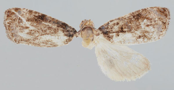 /filer/webapps/moths/media/images/L/longiphallus_Gibbalaria_HT_Bassi.jpg