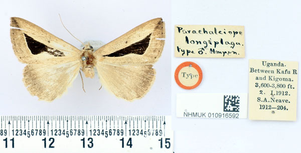 /filer/webapps/moths/media/images/L/longiplaga_Parachalciope_HT_BMNH.jpg