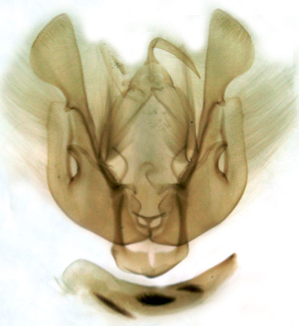 /filer/webapps/moths/media/images/L/longirostris_Vietteania_GM_Berio-3484.jpg