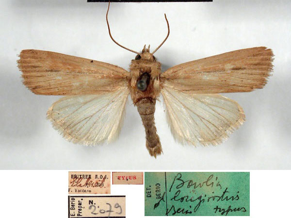 /filer/webapps/moths/media/images/L/longirostris_Vietteania_HT_MCSM.jpg