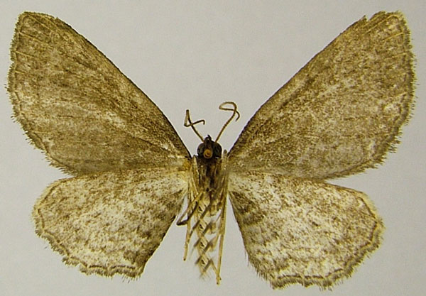 /filer/webapps/moths/media/images/L/longispicata_Horisme_AM_ZSMb.jpg