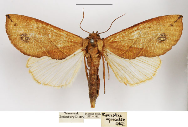 /filer/webapps/moths/media/images/L/longivalvis_Arcyophora_AF_NHMUK.jpg