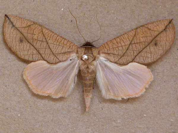 /filer/webapps/moths/media/images/L/longivalvis_Arcyophora_A_Butler_01.jpg