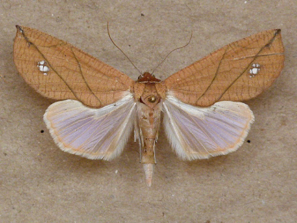 /filer/webapps/moths/media/images/L/longivalvis_Arcyophora_A_Butler_02.jpg