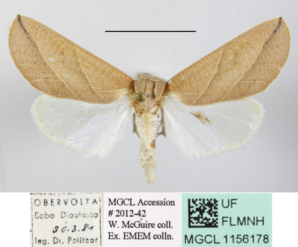 /filer/webapps/moths/media/images/L/longivalvis_Arcyophora_A_MGCLa_01.JPG