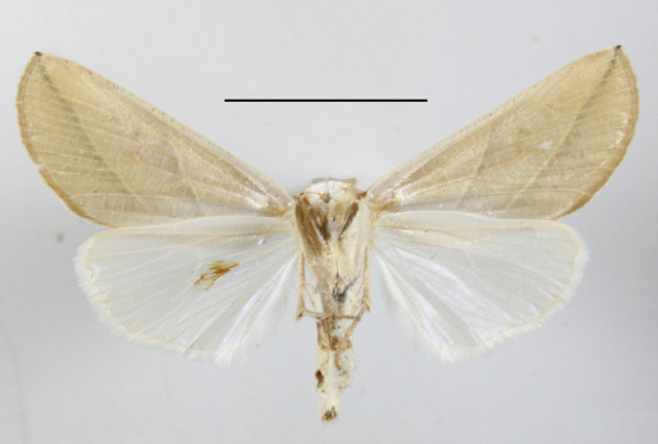 /filer/webapps/moths/media/images/L/longivalvis_Arcyophora_A_MGCLb_01.JPG