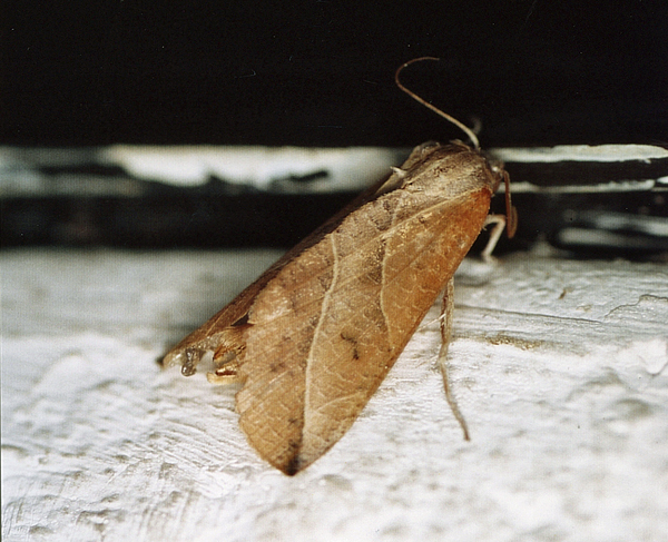 /filer/webapps/moths/media/images/L/longivalvis_Arcyophora_A_Roland_01.jpg