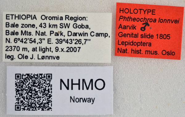 /filer/webapps/moths/media/images/L/lonnvei_Phtheochroa_HT_NHMOl.jpg