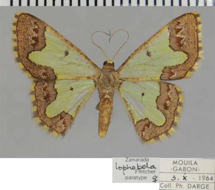 /filer/webapps/moths/media/images/L/lophobela_Zamarada_PTF_ZSM.jpg