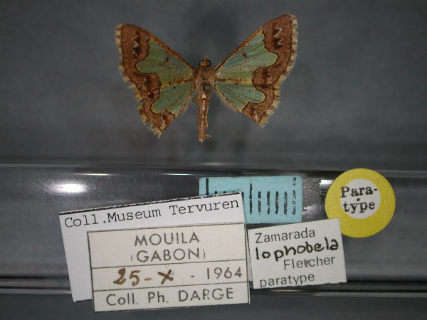 /filer/webapps/moths/media/images/L/lophobela_Zamarada_PT_RMCA_01.jpg