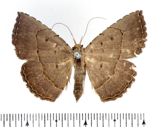 /filer/webapps/moths/media/images/L/lophocera_Maxera_AF_BMNH.jpg