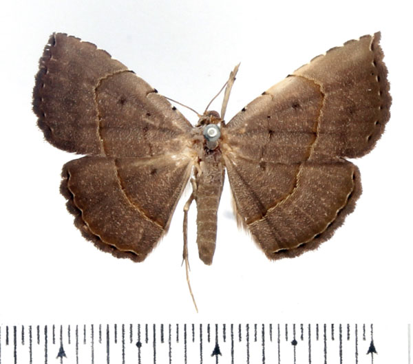 /filer/webapps/moths/media/images/L/lophocera_Maxera_AM_BMNH.jpg