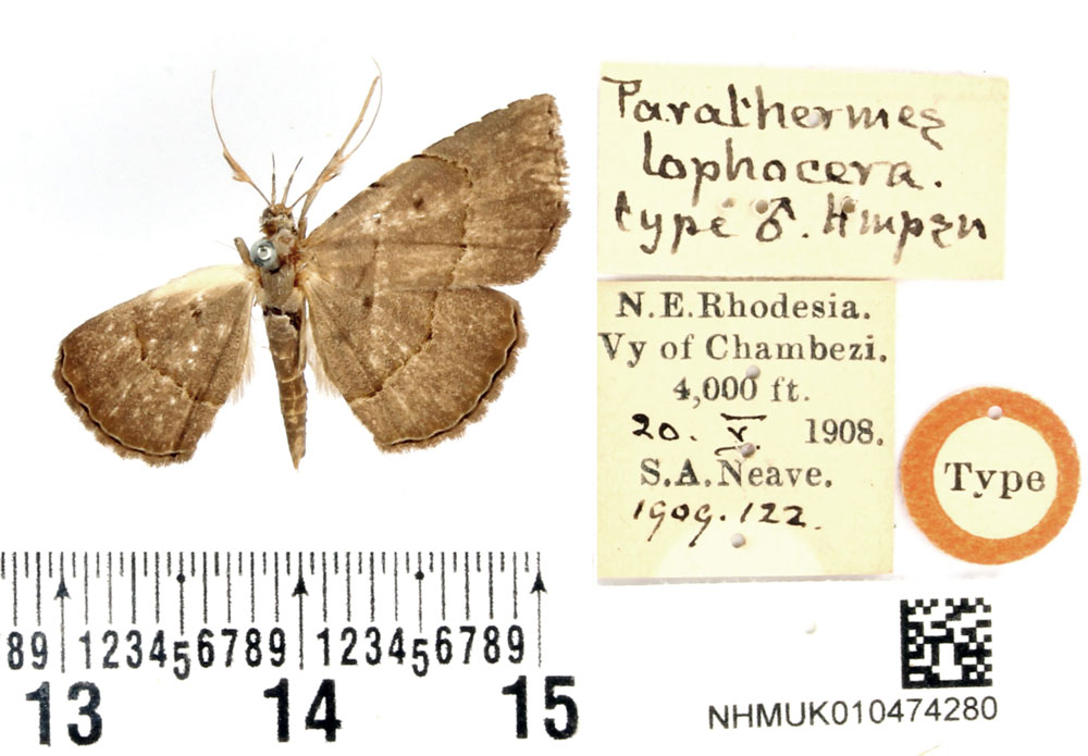 /filer/webapps/moths/media/images/L/lophocera_Parathermes_HT_BMNH.jpg