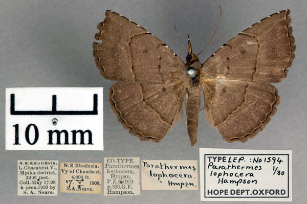 /filer/webapps/moths/media/images/L/lophocera_Parathermes_STM_OUMNH_01.jpg