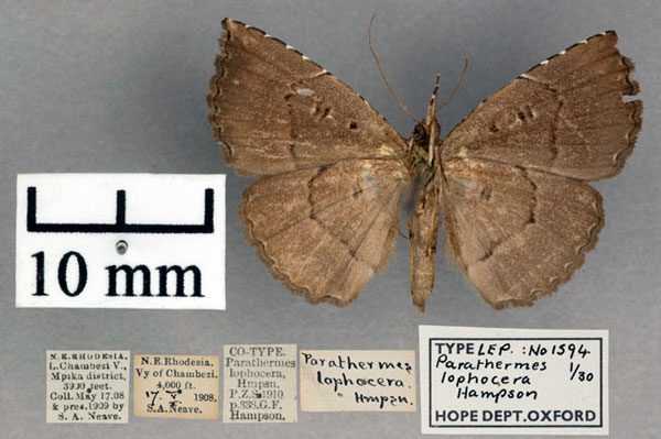 /filer/webapps/moths/media/images/L/lophocera_Parathermes_STM_OUMNH_02.jpg