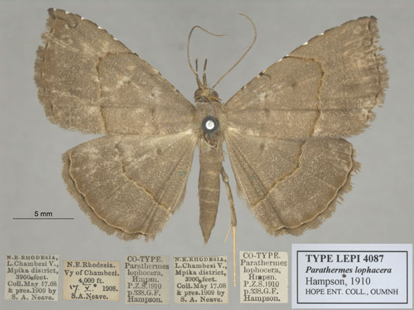/filer/webapps/moths/media/images/L/lophocera_Parathermes_ST_OUMNH_01.jpg