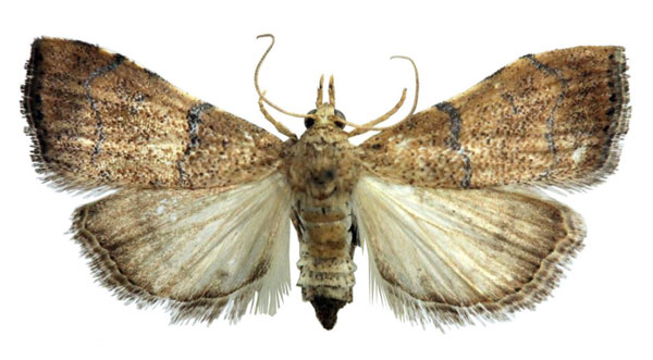 /filer/webapps/moths/media/images/L/lophopedalis_Ptychopseustis_AM_BMNH.jpg