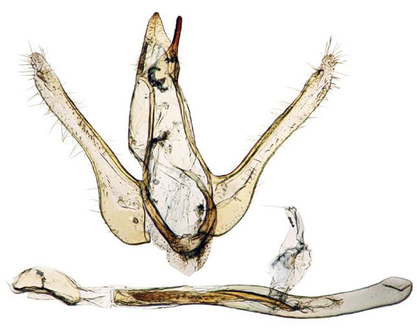 /filer/webapps/moths/media/images/L/lophopedalis_Ptychopseustis_GM_BMNH.jpg