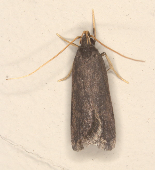 /filer/webapps/moths/media/images/L/lophophora_Homaloxestis_A_Heyns_01.jpg