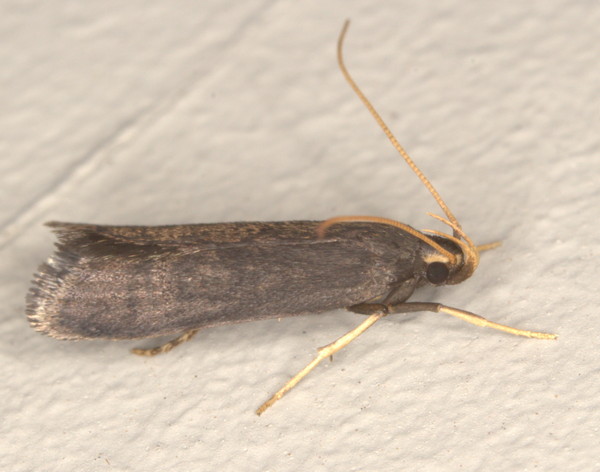 /filer/webapps/moths/media/images/L/lophophora_Homaloxestis_A_Heyns_02.jpg