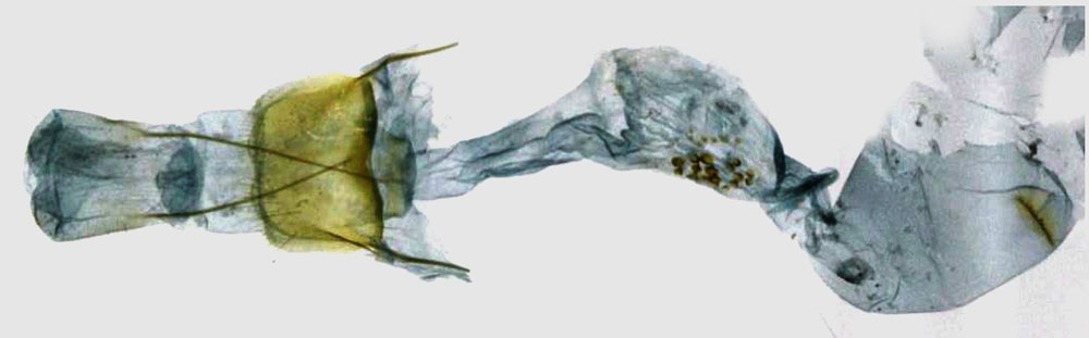 /filer/webapps/moths/media/images/L/lophophora_Homaloxestis_GF_TMSA_7228.jpg