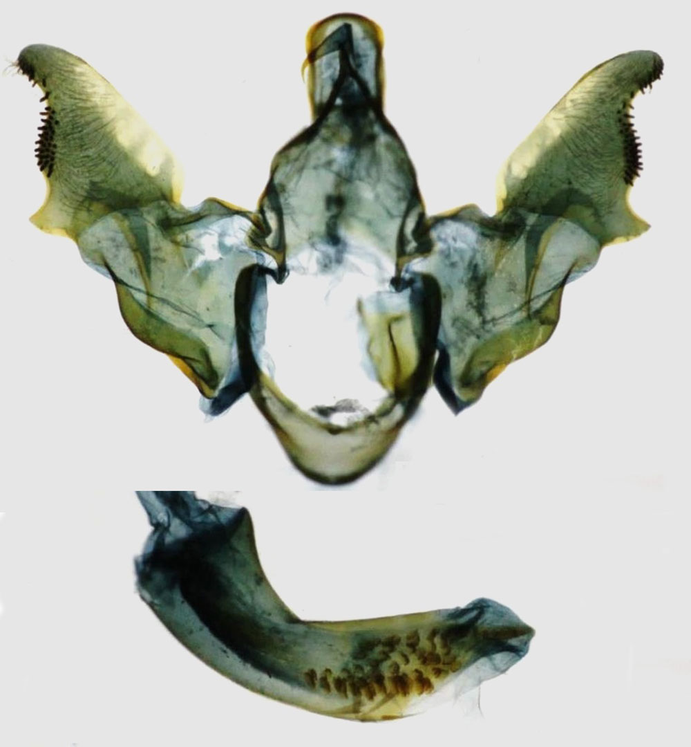 /filer/webapps/moths/media/images/L/lophophora_Homaloxestis_GM_TMSA_7227.jpg