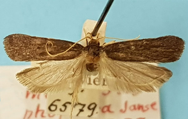 /filer/webapps/moths/media/images/L/lophophora_Homaloxestis_LT_TMSA.jpg