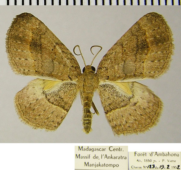 /filer/webapps/moths/media/images/L/lophopterata_Astenotricha_AM_ZSMa.jpg