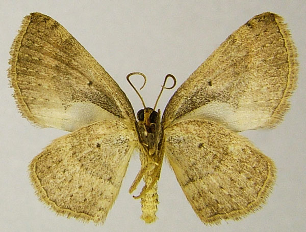 /filer/webapps/moths/media/images/L/lophopterata_Astenotricha_AM_ZSMb.jpg