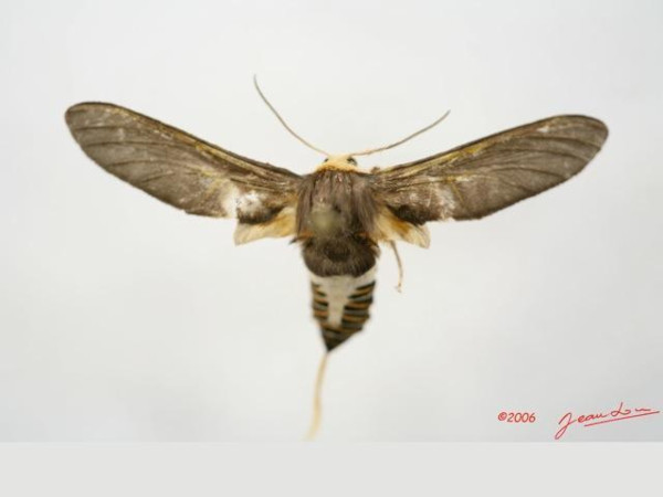 /filer/webapps/moths/media/images/L/lophura_Paramelisa_AM_Alberta_01.jpg