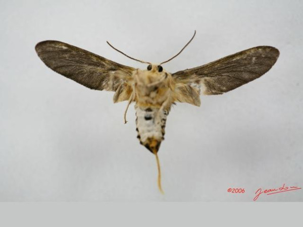 /filer/webapps/moths/media/images/L/lophura_Paramelisa_AM_Albertb_01.jpg