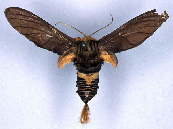 /filer/webapps/moths/media/images/L/lophura_Paramelisa_HT_SNHM_01.jpg