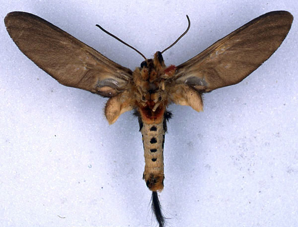 /filer/webapps/moths/media/images/L/lophuroides_Paramelisa_HT_BMNH_02.jpg