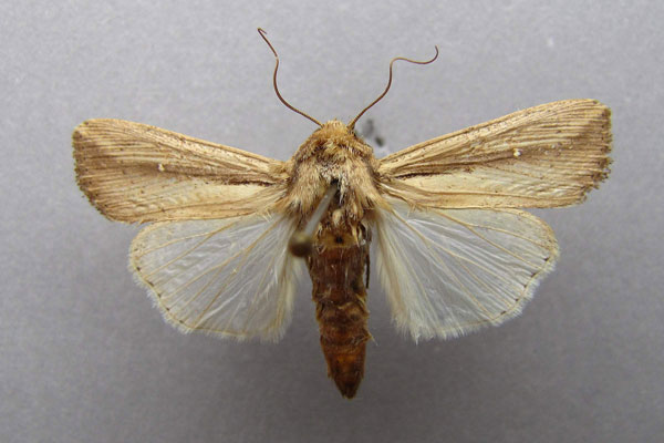 /filer/webapps/moths/media/images/L/loreyi_Leucania_A_Baron.jpg