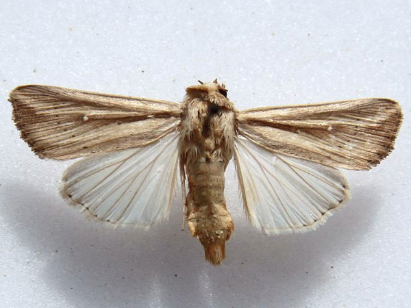 /filer/webapps/moths/media/images/L/loreyi_Leucania_A_Goff.jpg
