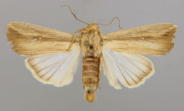 /filer/webapps/moths/media/images/L/loreyi_Leucania_A_RMCA_01.jpg
