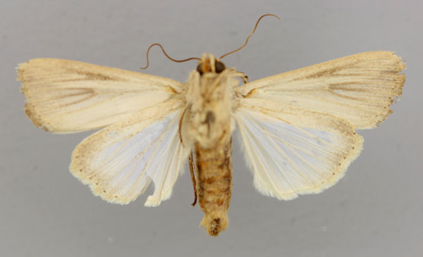 /filer/webapps/moths/media/images/L/loreyi_Leucania_A_RMCA_02.jpg
