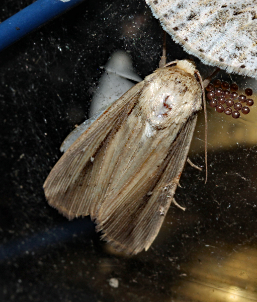 /filer/webapps/moths/media/images/L/loreyi_Leucania_A_Roland_01.jpg