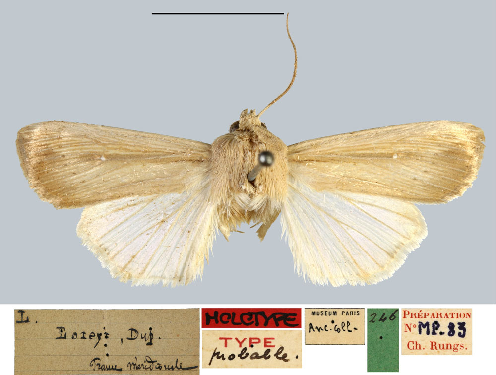 /filer/webapps/moths/media/images/L/loreyi_Leucania_LT_MNHN.jpg