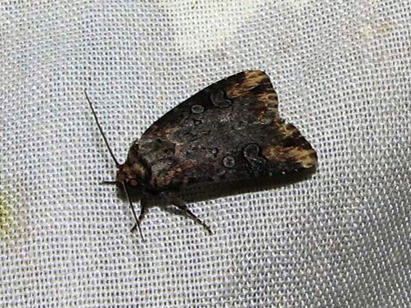 /filer/webapps/moths/media/images/L/lory_Hyperfrontia_A_Goff_01.jpg