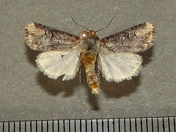 /filer/webapps/moths/media/images/L/lory_Hyperfrontia_A_Goff_02.jpg