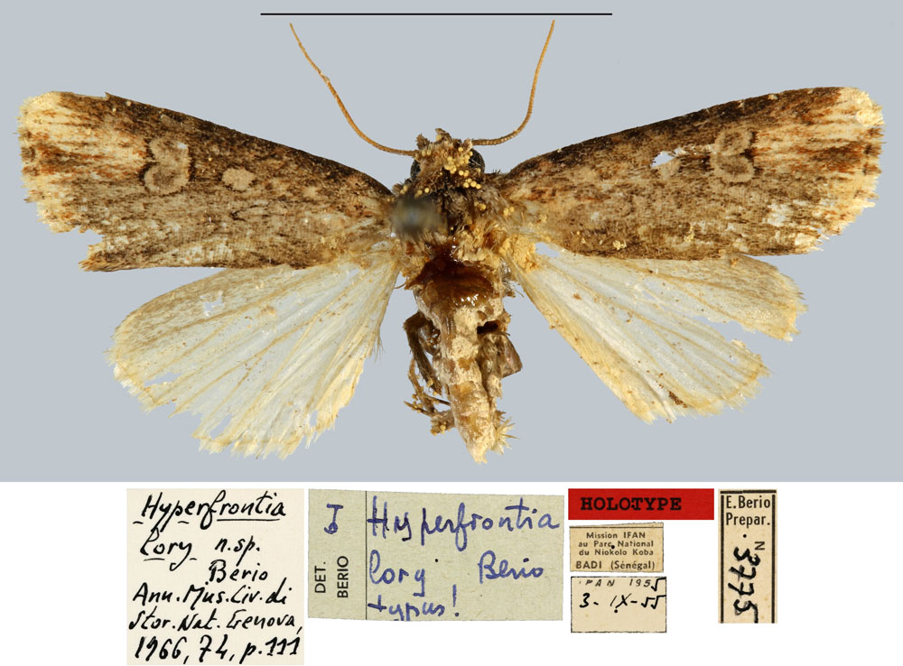 /filer/webapps/moths/media/images/L/lory_Hyperfrontia_HT_MNHN.jpg