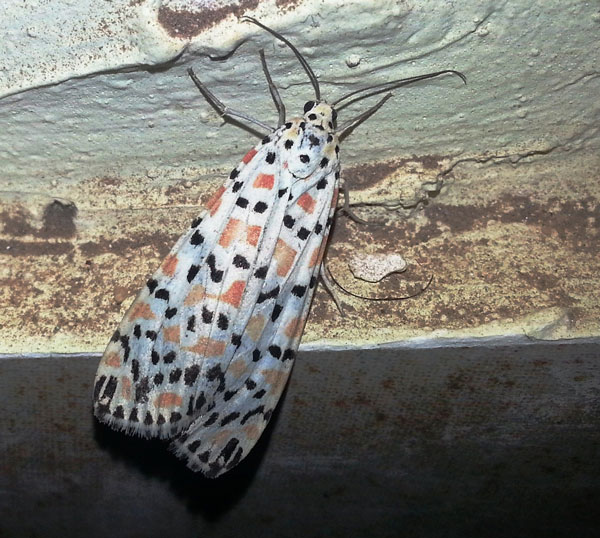 /filer/webapps/moths/media/images/L/lotrix_Utetheisa_A_Bakheet_01.jpg