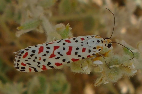 /filer/webapps/moths/media/images/L/lotrix_Utetheisa_A_Bakheet_02.jpg