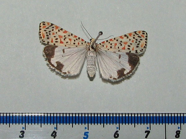 /filer/webapps/moths/media/images/L/lotrix_Utetheisa_A_Goff.jpg
